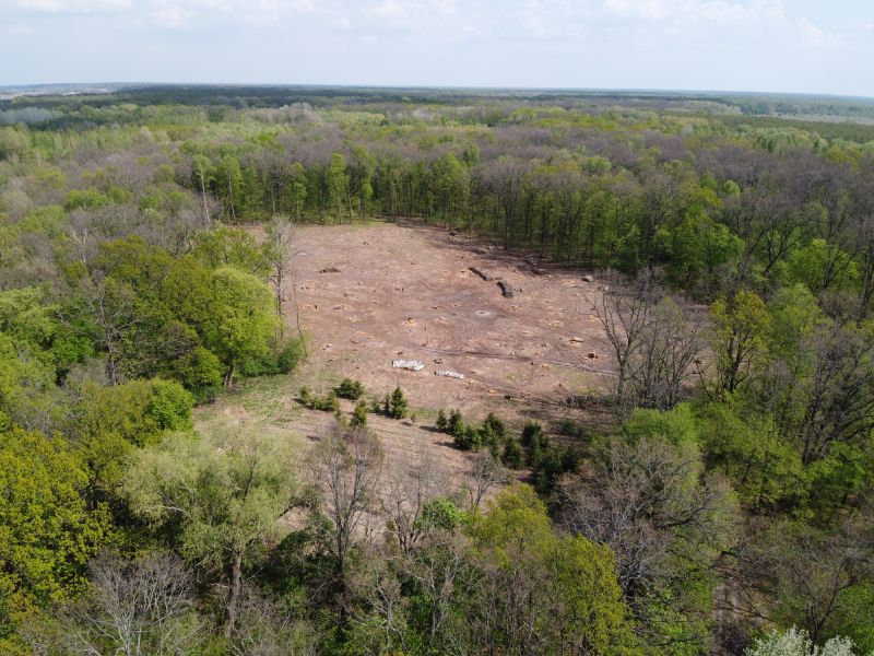 Land Restoration After Clearing